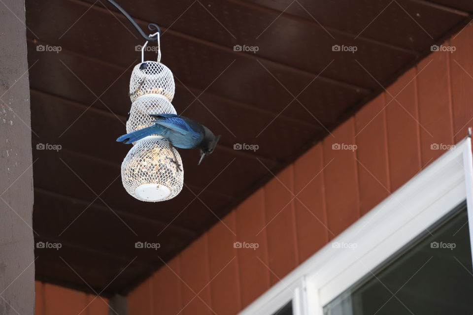 The bird feeder that attracts life on the balcony 