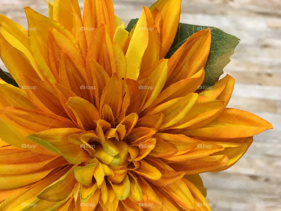 This gorgeous flower represents a yellowish ton of yellow 
