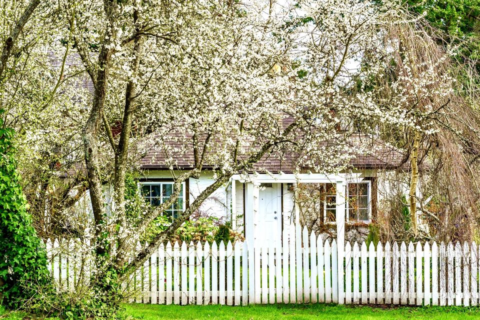 White house with white picket fence and white blossoms on trees