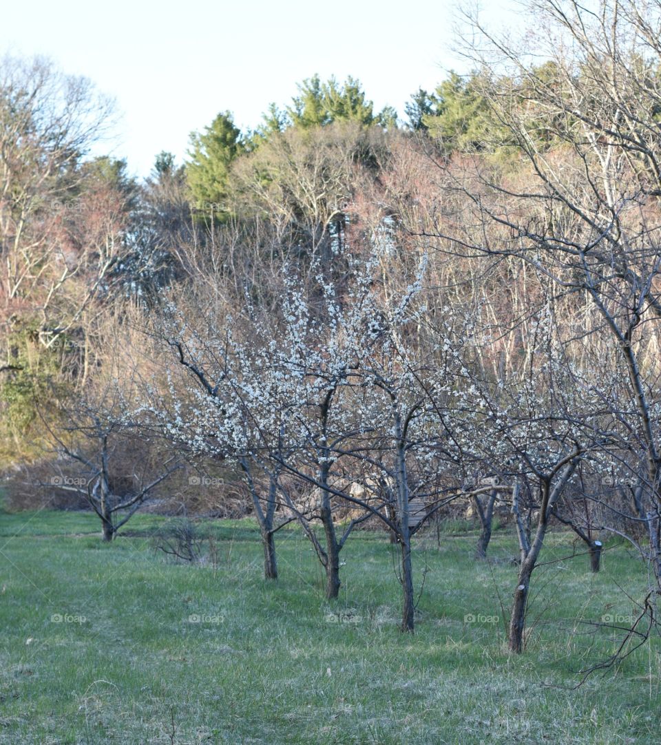 apple blossoms