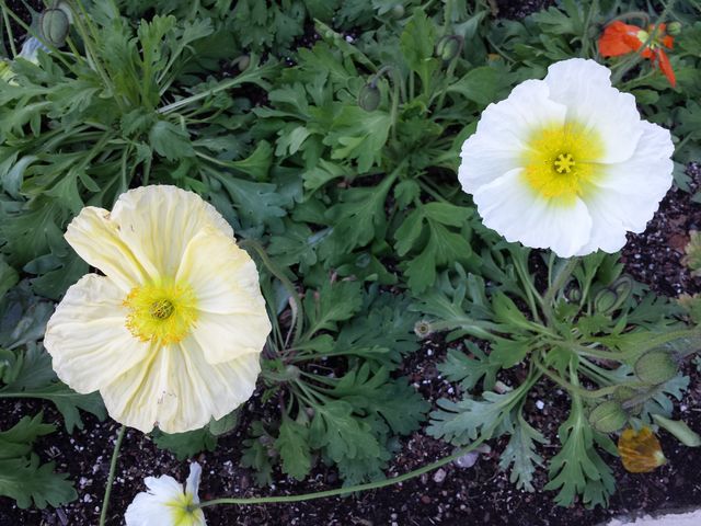 poppies