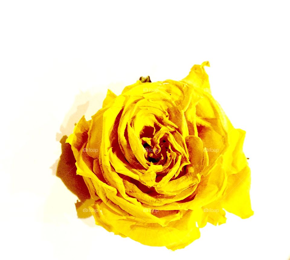 Yellow Bloom. Single yellow blossom against white background 