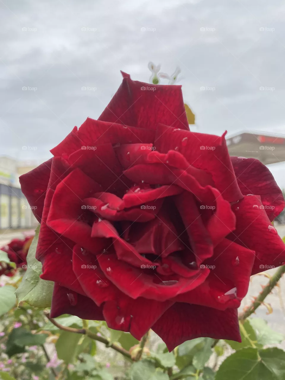 Flower 