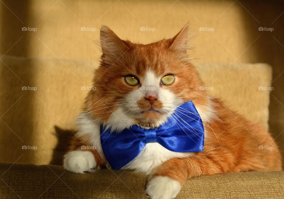 cat in bow tie beautiful funny portrait