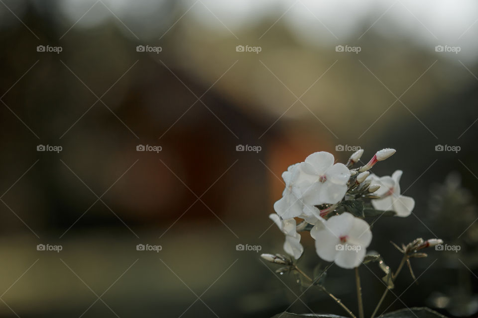 Flower close up in a garden