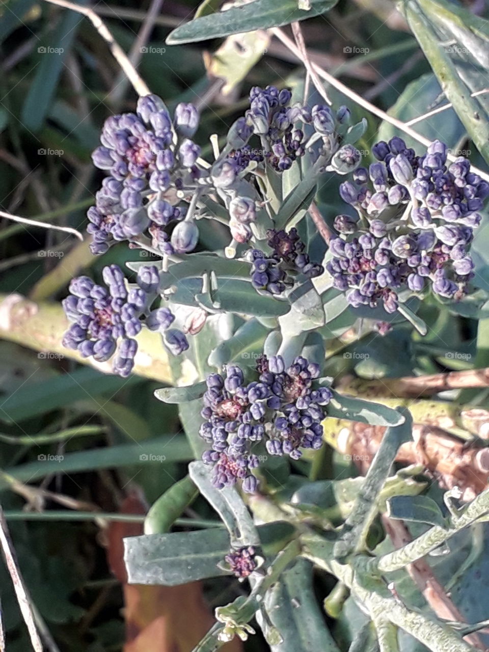 autumn vegetable  garden - new purple shoots of broccoli