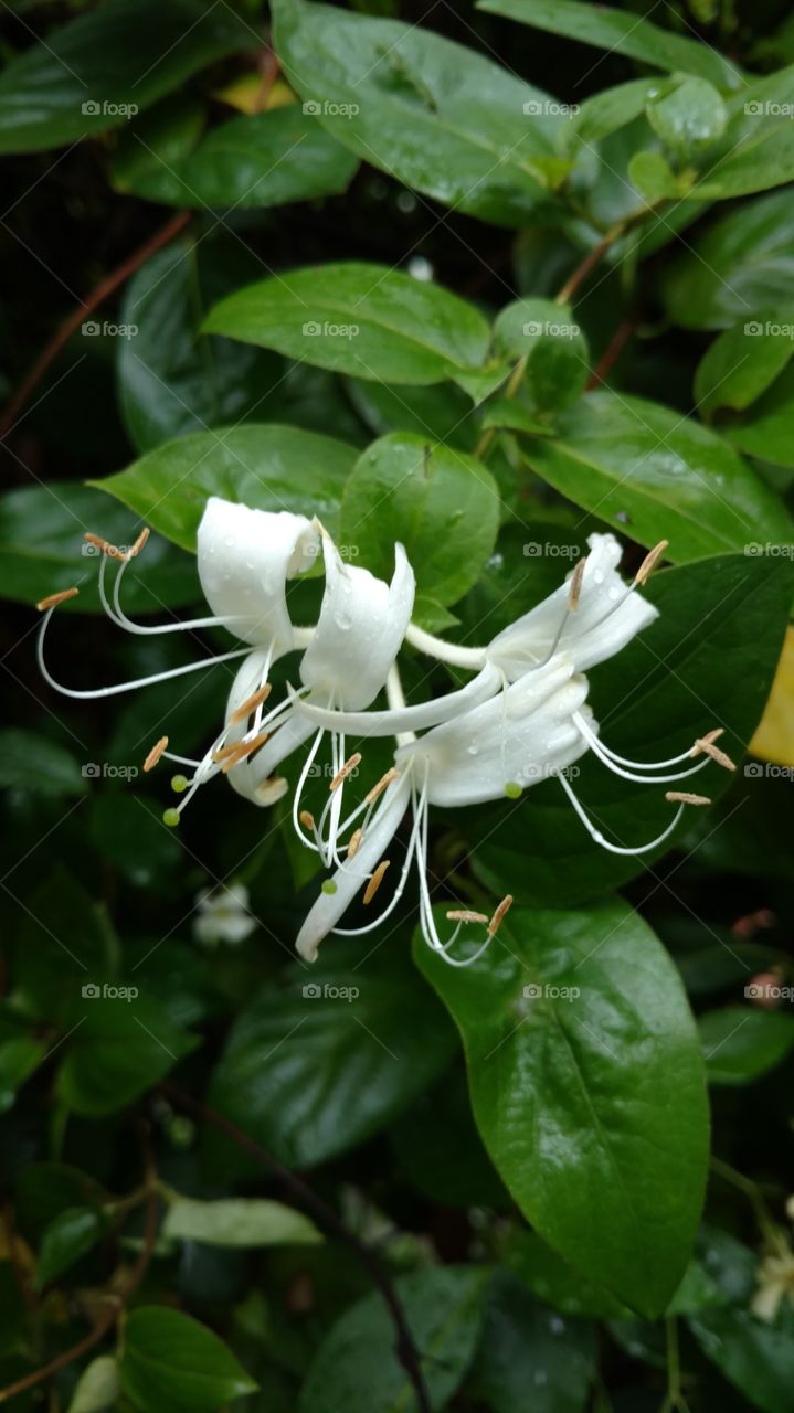 honeysuckle