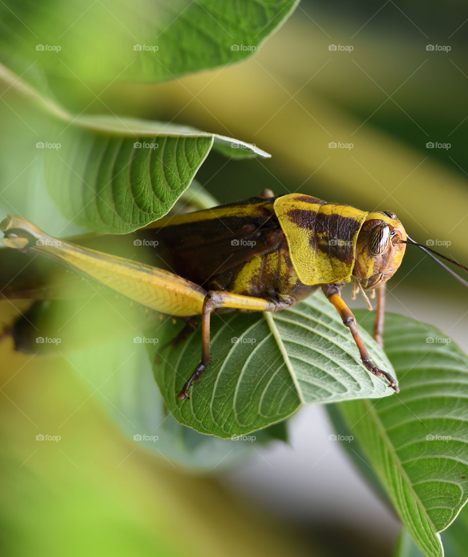 grashopper yellow brown
