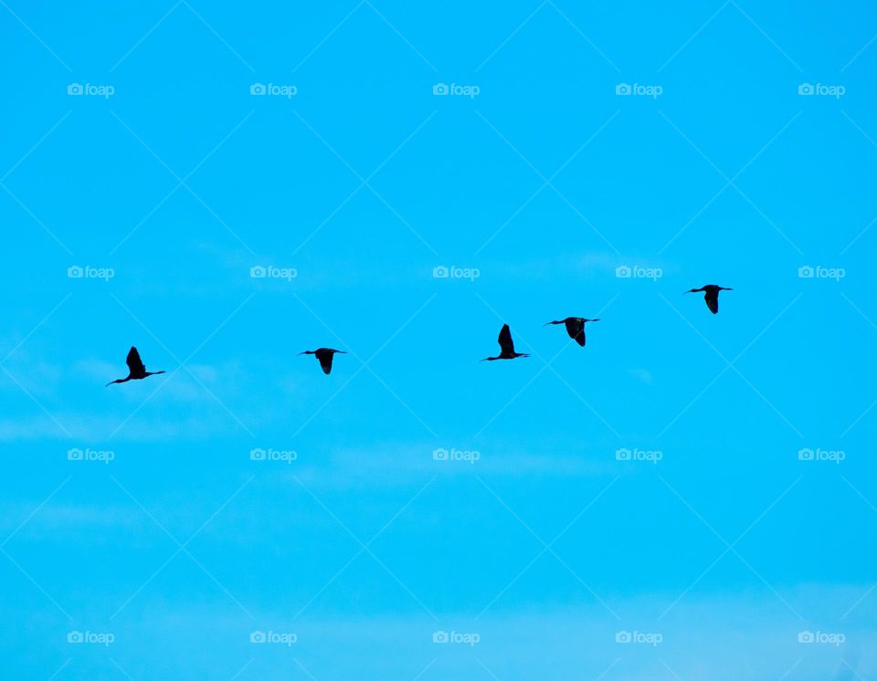 Blue sky - Birds flight - Freedom - New day 