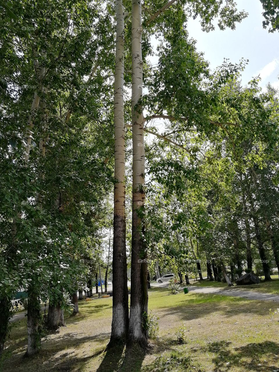 Poplars in love