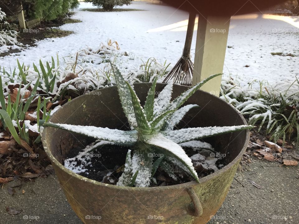 Snowy Aloe