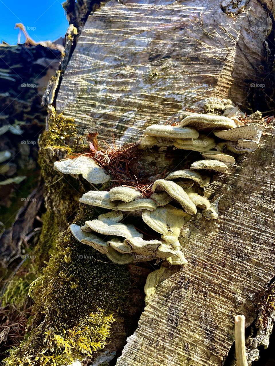 A colony of Hairy Bracket Fungi make home on a cut tree stump.