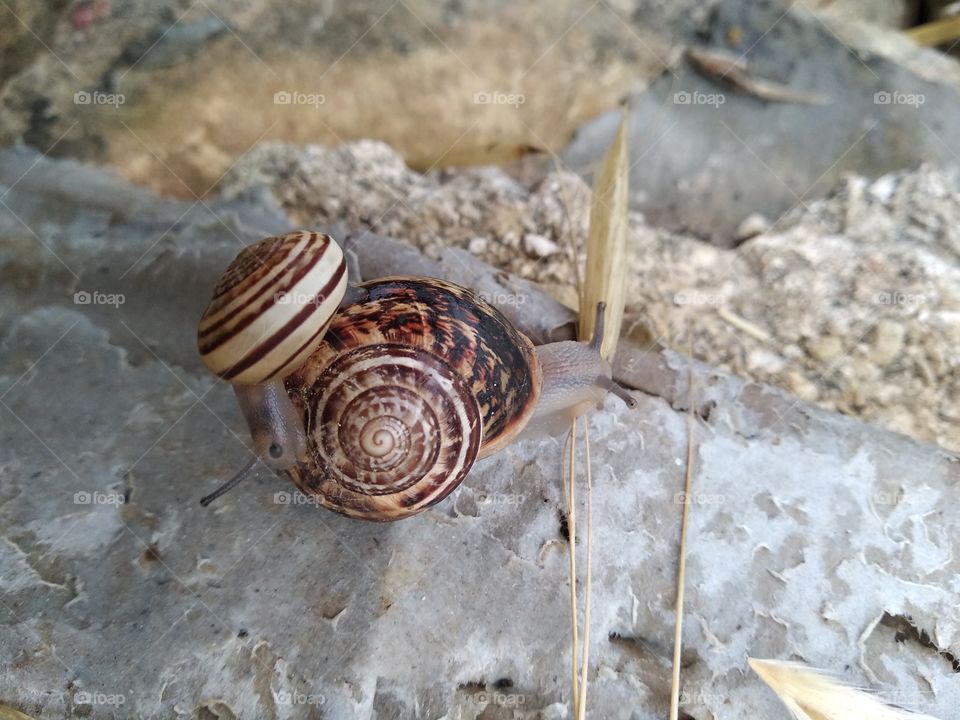 Snail