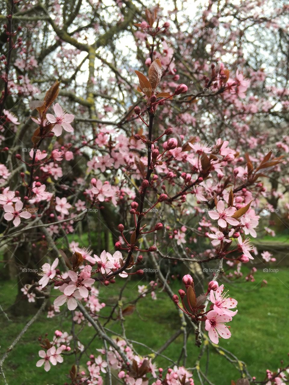 Spring flowers