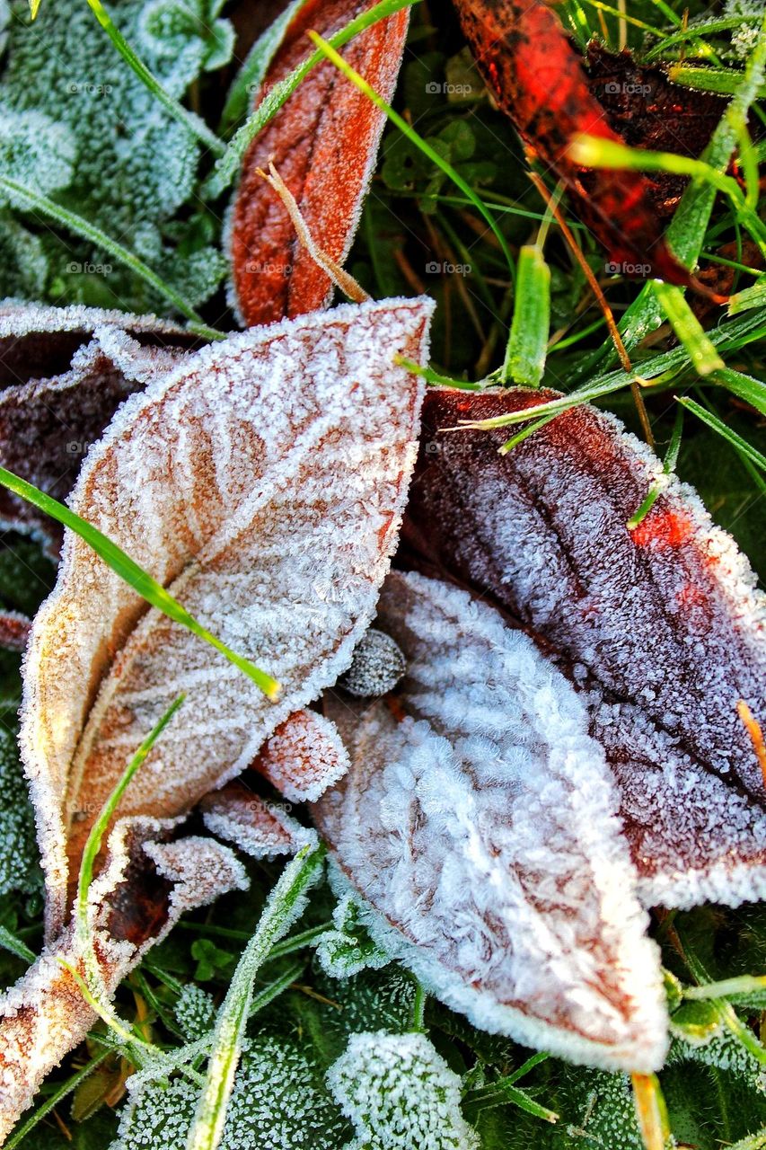 Three dried autumn leaves and seeds dusted with frost on a bed of green grass and bright red leaves