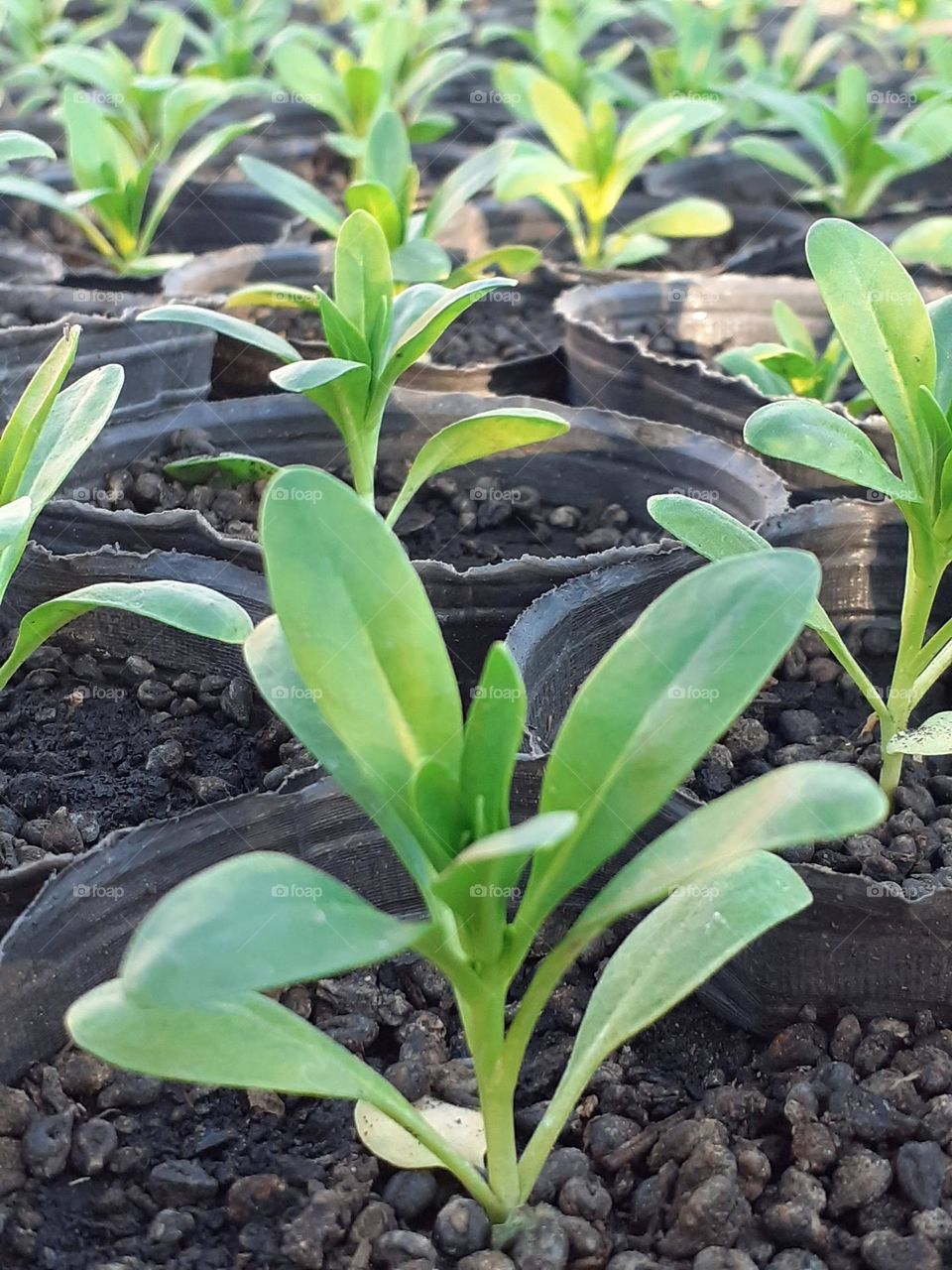 preparando plantas