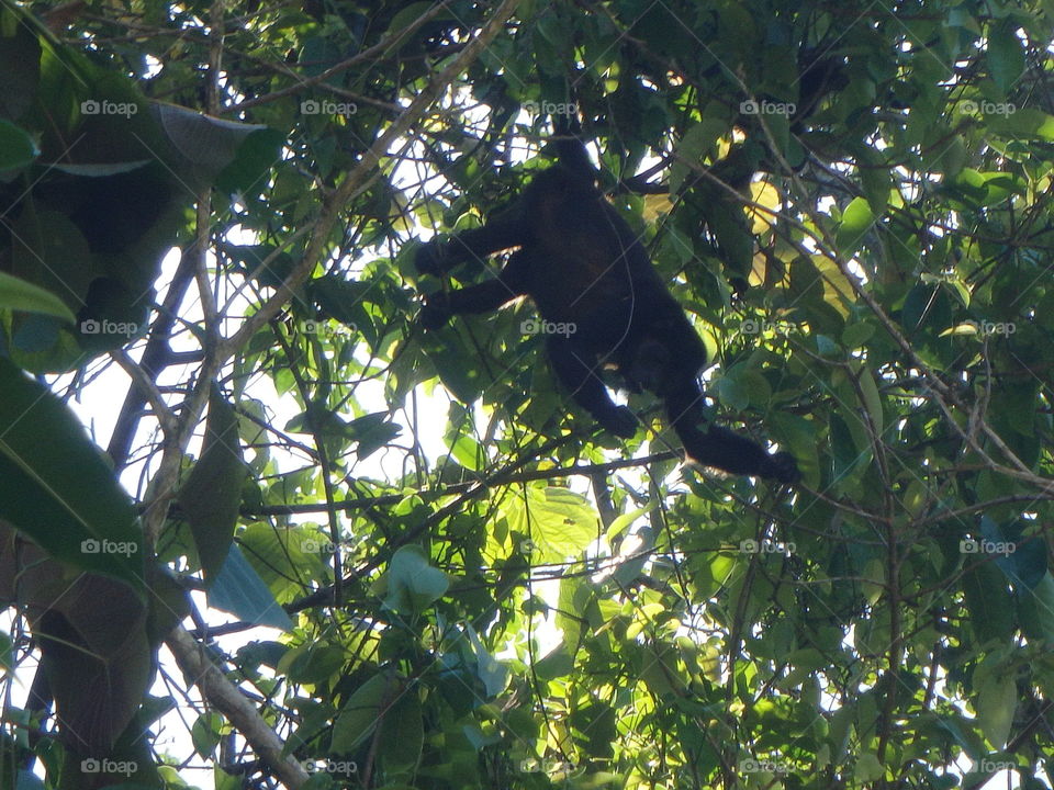 howler monkey