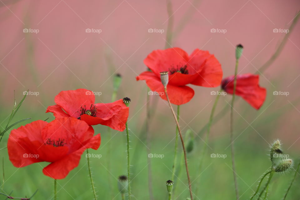 Red poppy 