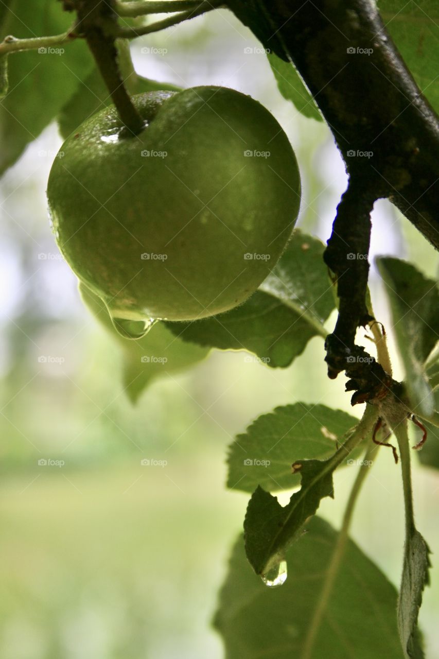 Raindrops on Apple 