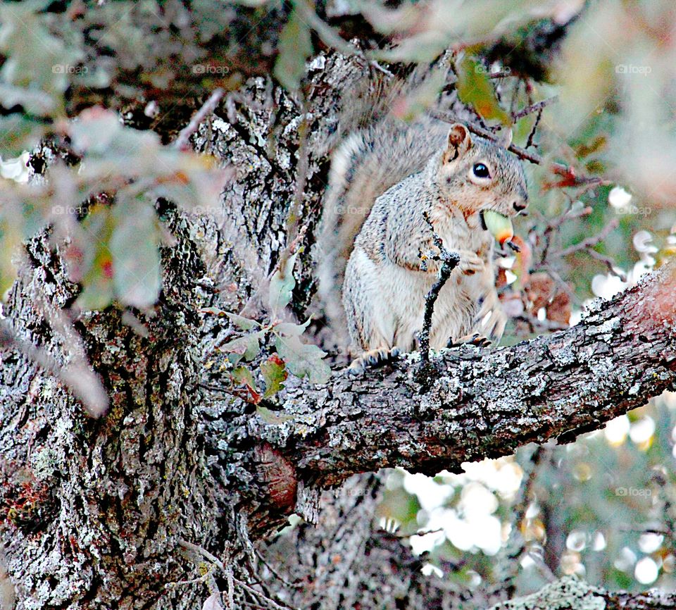 squirrel with a nut