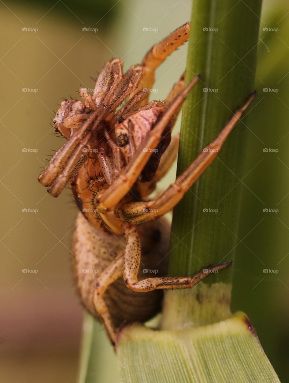 Nature, No Person, Insect, Wildlife, Invertebrate