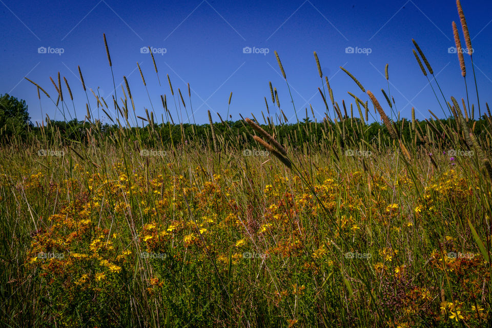 Field of wild flowers. A field of wildflowers in summer taken in Door County, Wisconsin