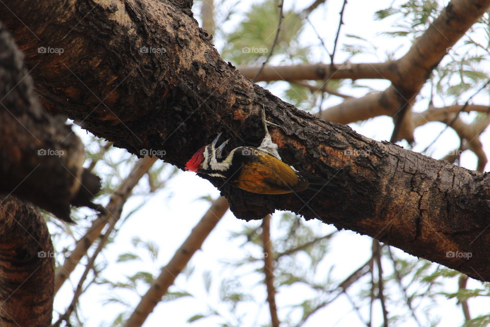 Black-rumped Flameback