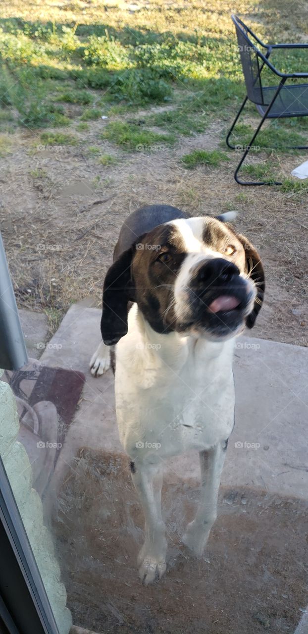 tongue about to show