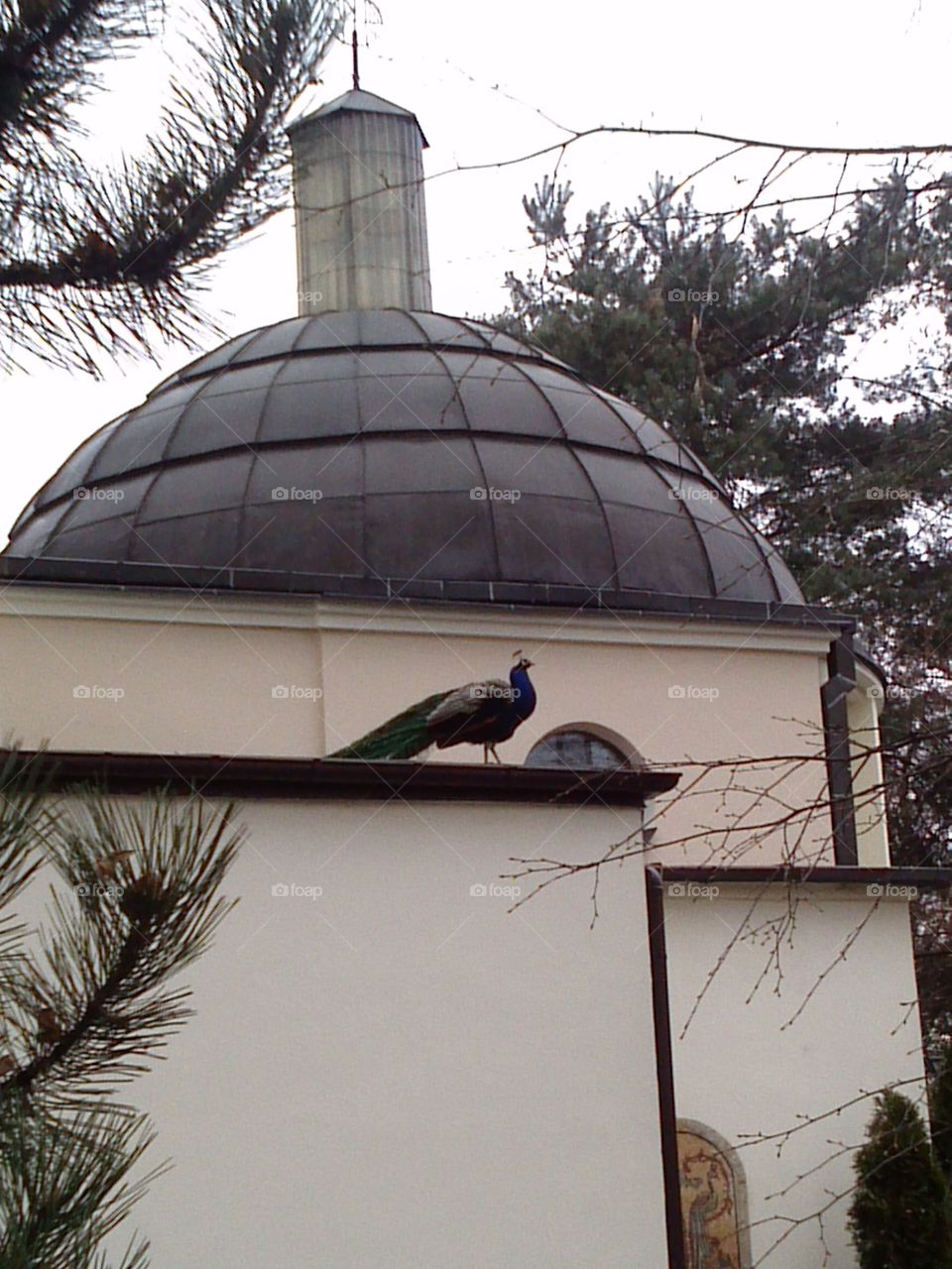 peacock on the roof