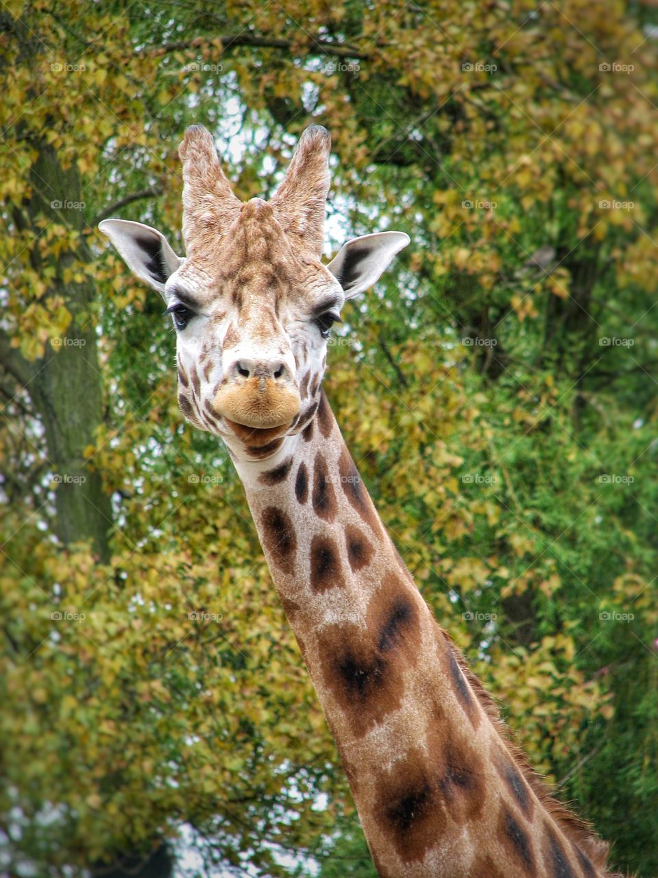 Curious Giraffe. The long neck and head of a very tall giraffe.