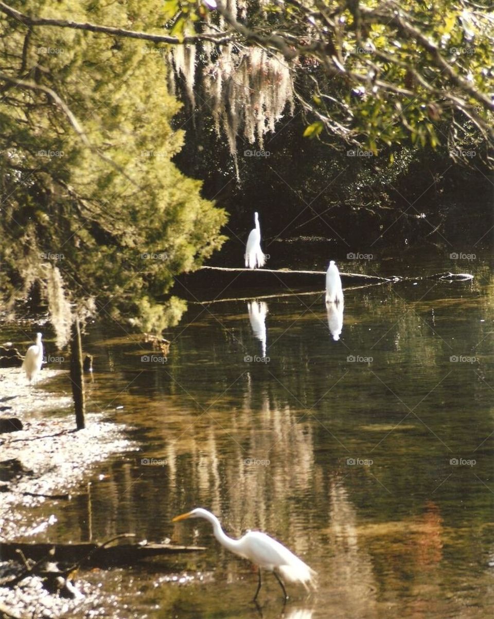 Florida scene water and egrets