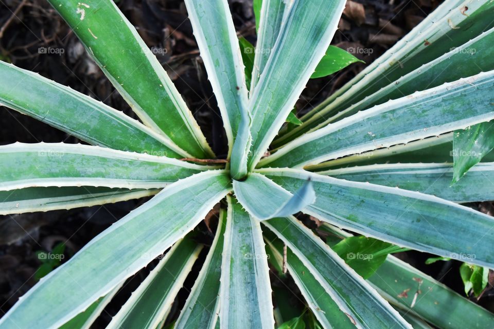 Long coloured leaves arranged in circular mannar in forest