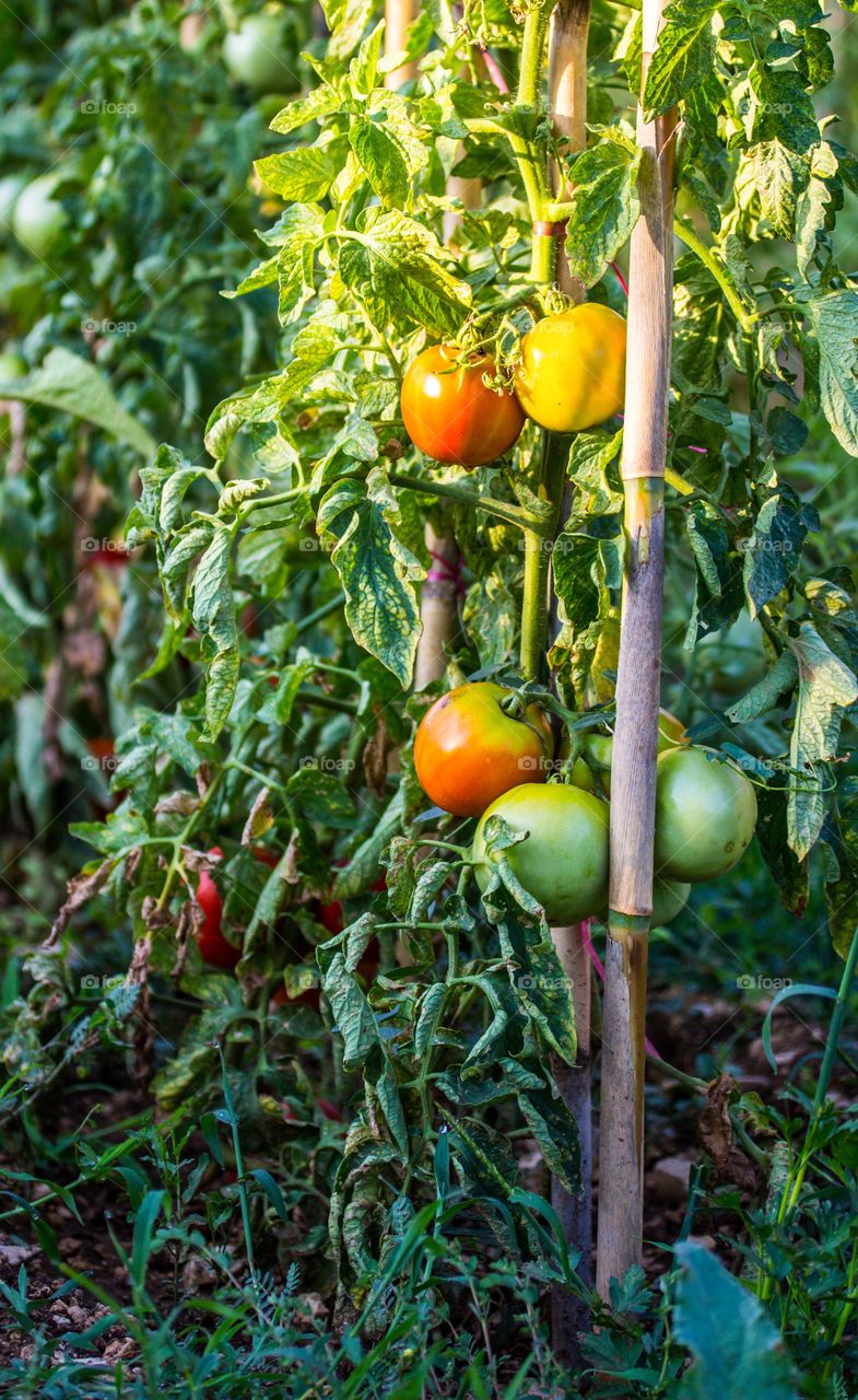 Tomato plants 