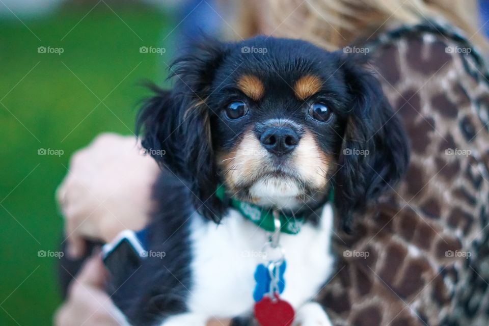 Cute Cavalier King Charles Spaniel Puppy 