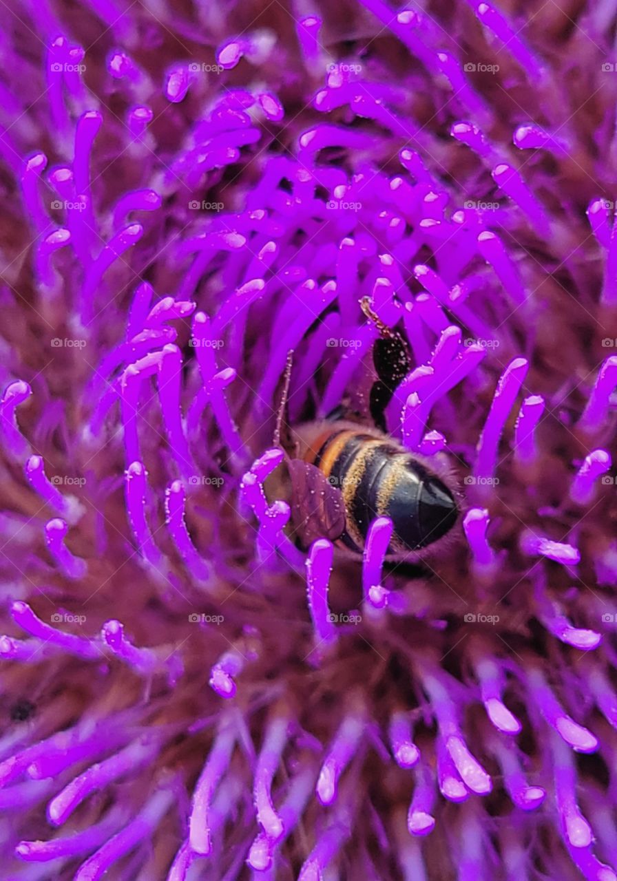 I named this Bee Nemo