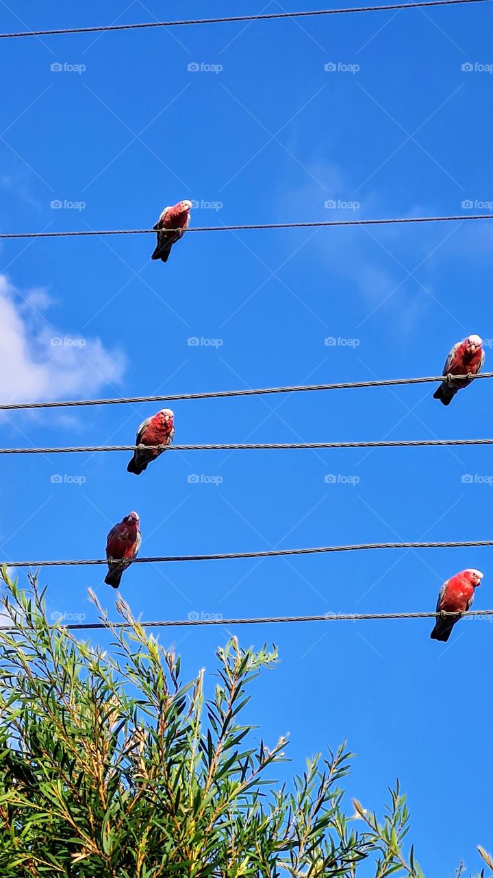 Wildlife at its best the Pink Galah