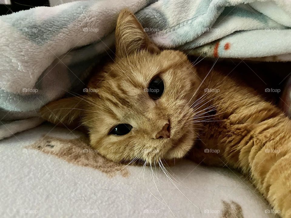 An orange tabby cat snuggling under a blanket with her human