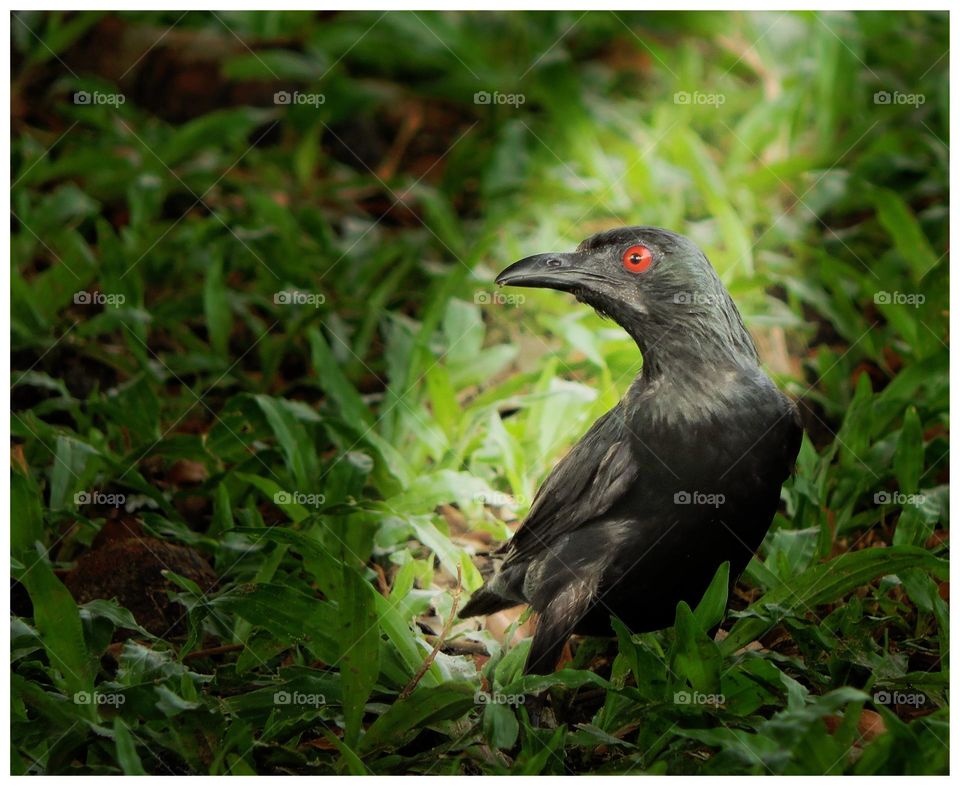 Asian Glossy Starling