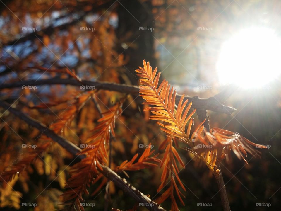 Cypress Turning means Winter is Coming