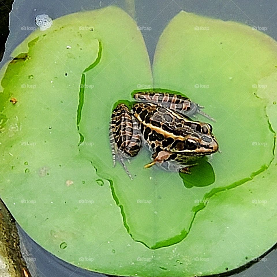 frog on a lily pad