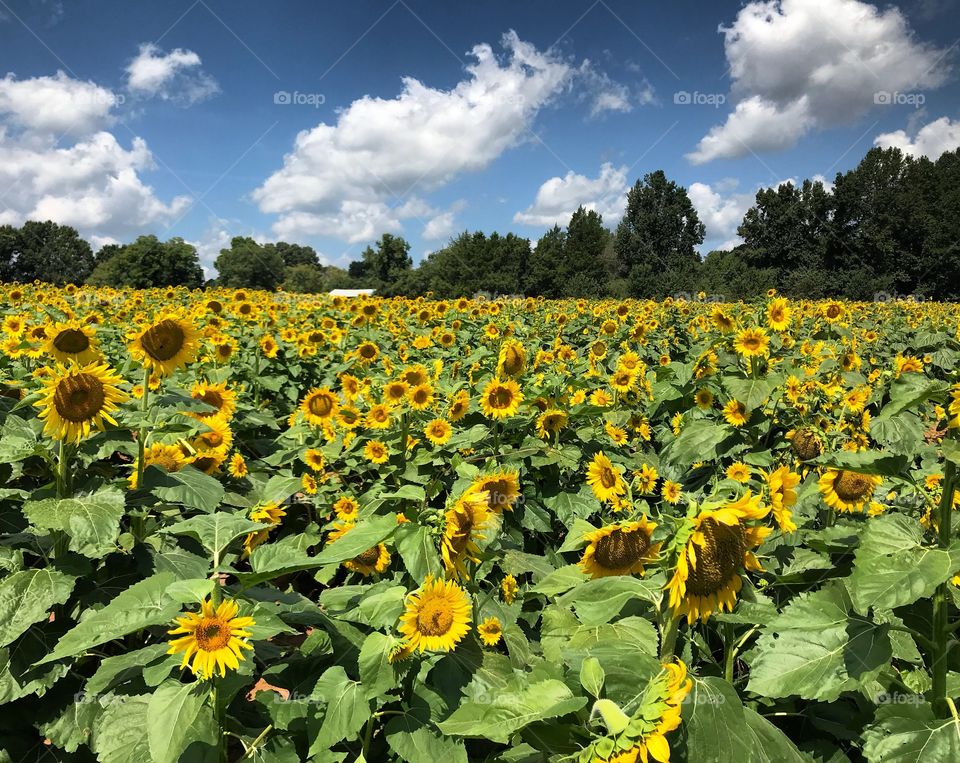 Fields of sunflowers 