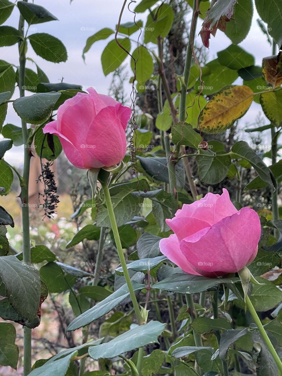 Pink roses around the vineyard in Napa