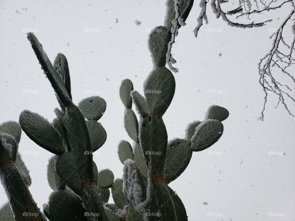 snow covered cactus