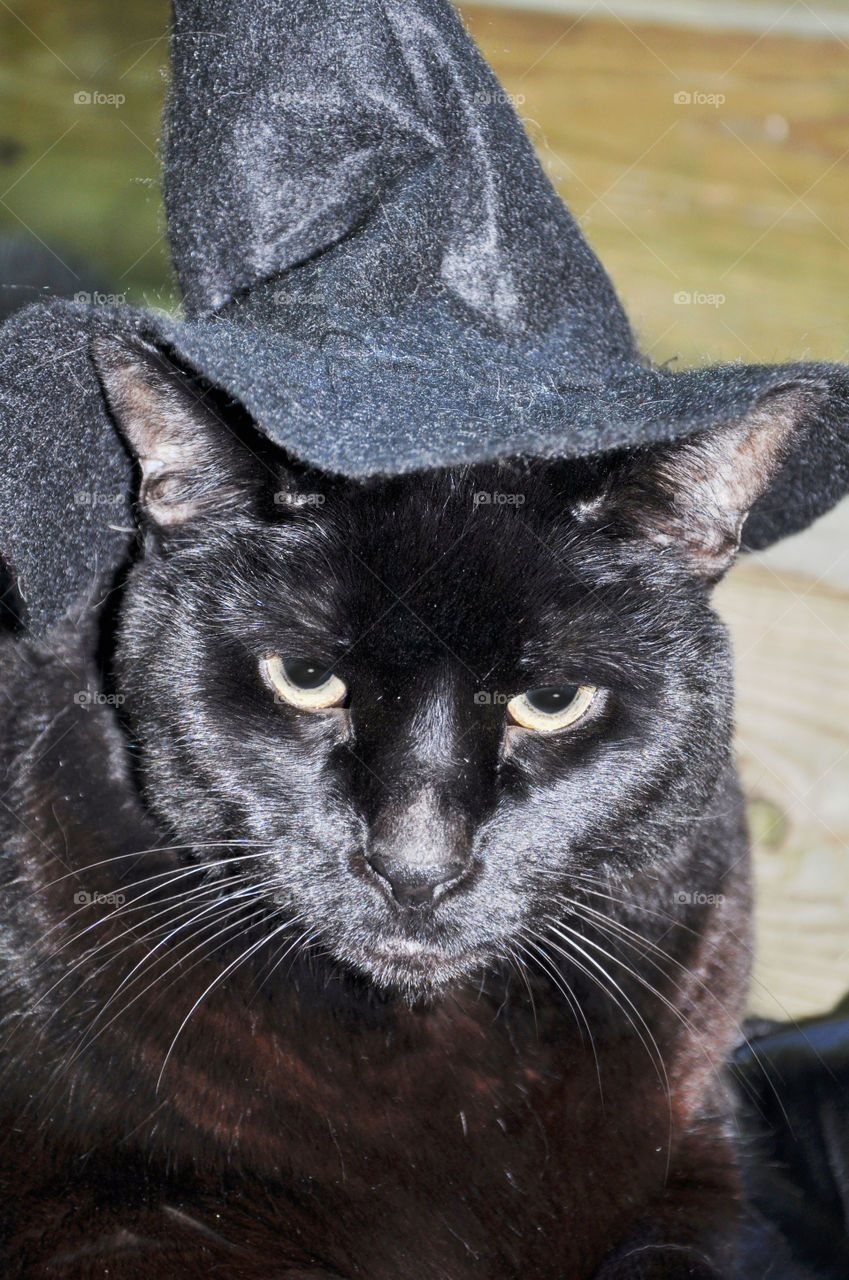 Black cat wearing a witch hat