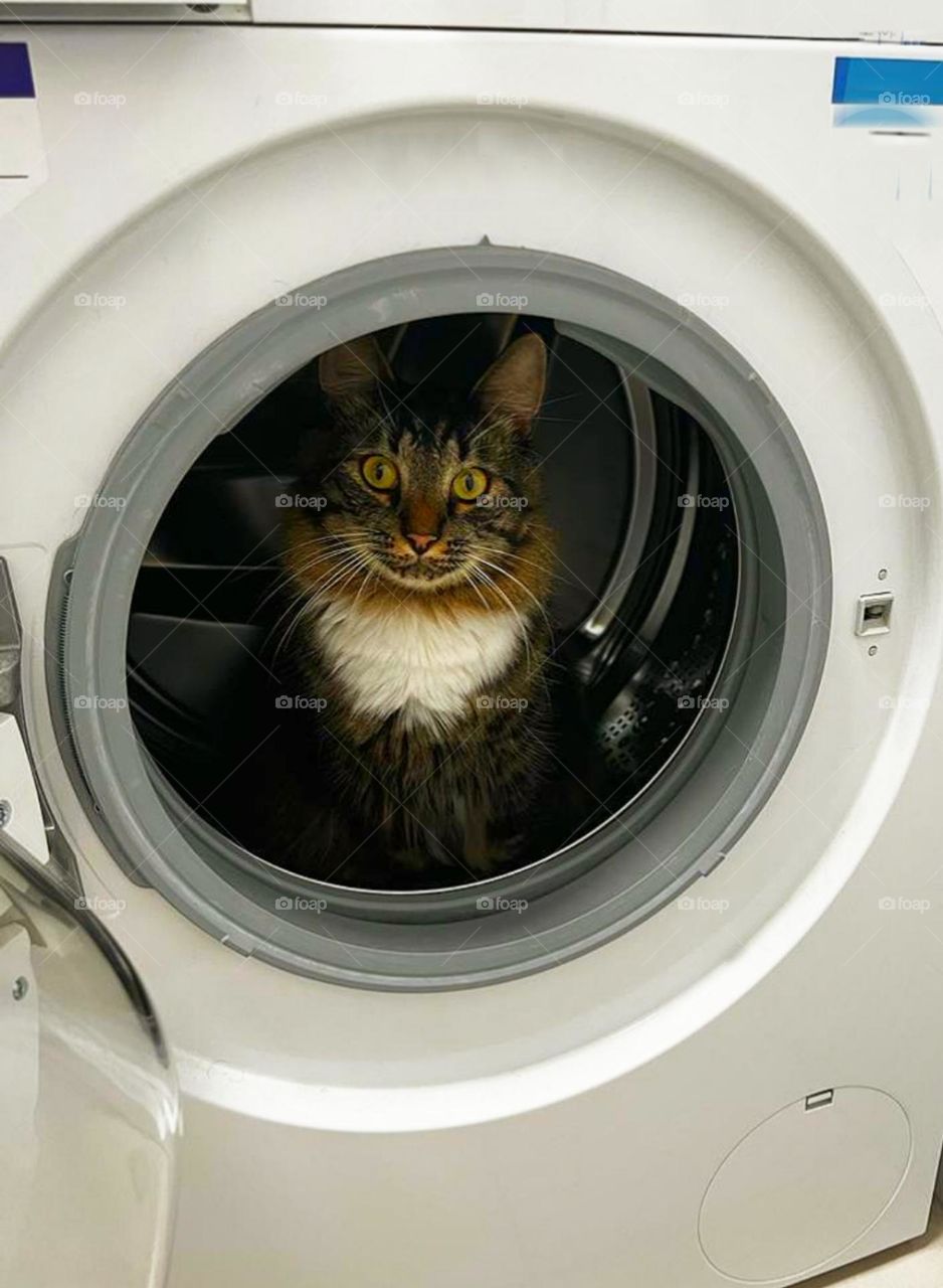 Funny pet moments.  The cat sits in the drum of the washing machine. cat playing hide and seek