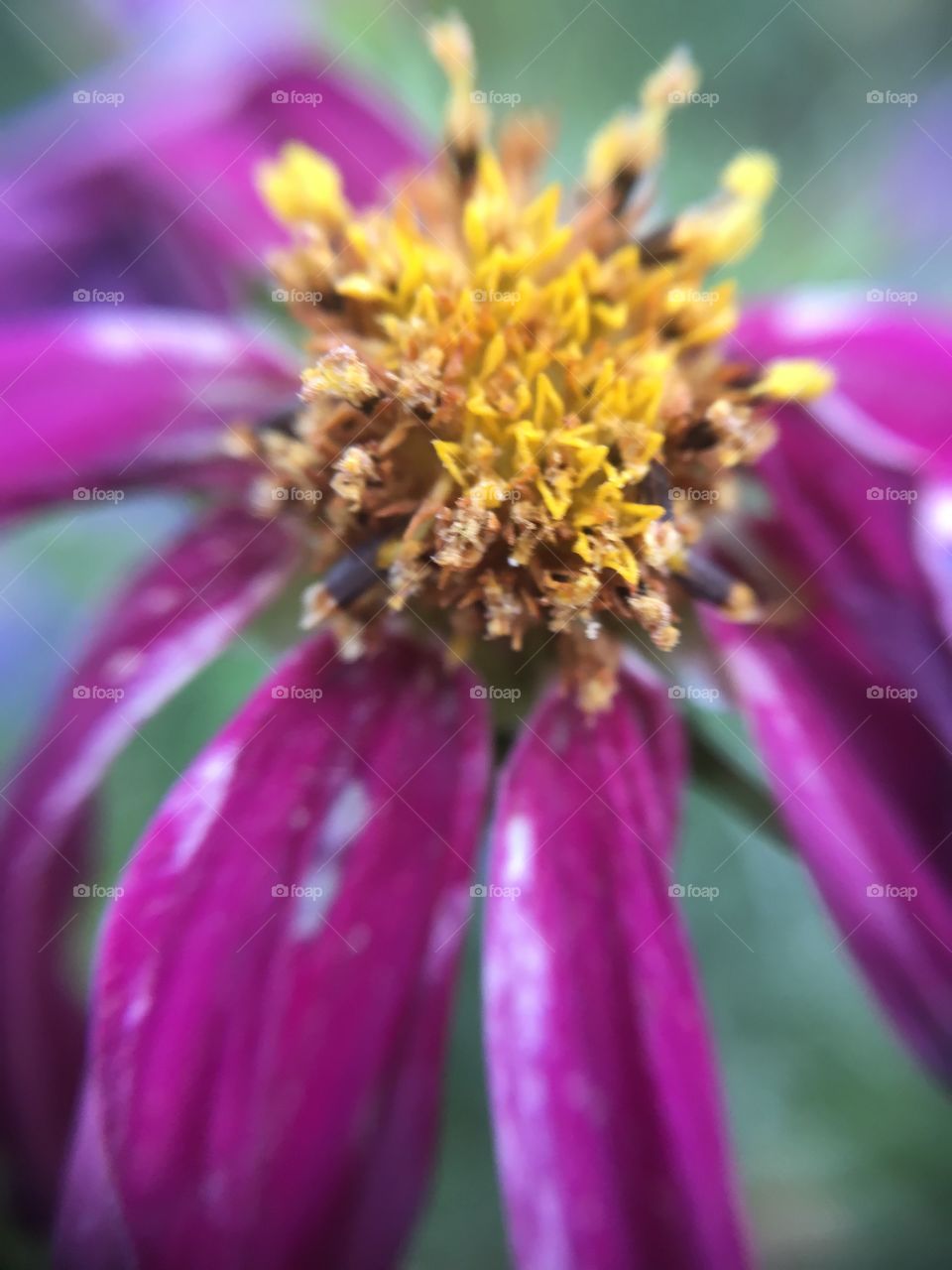 Flower close up 