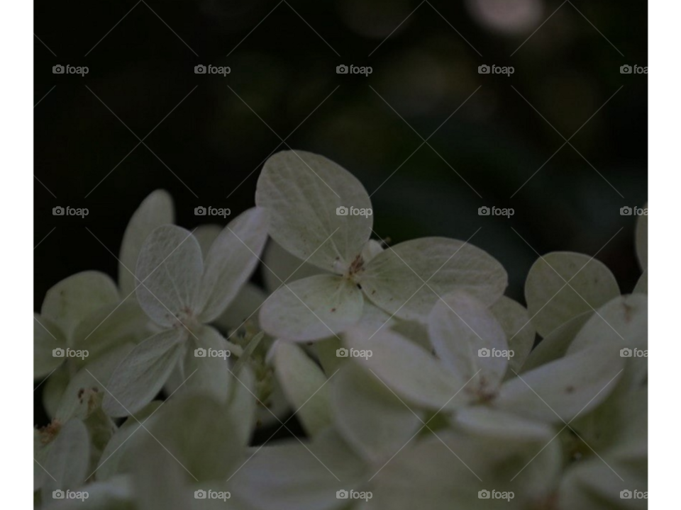 макро съёмка гортензии