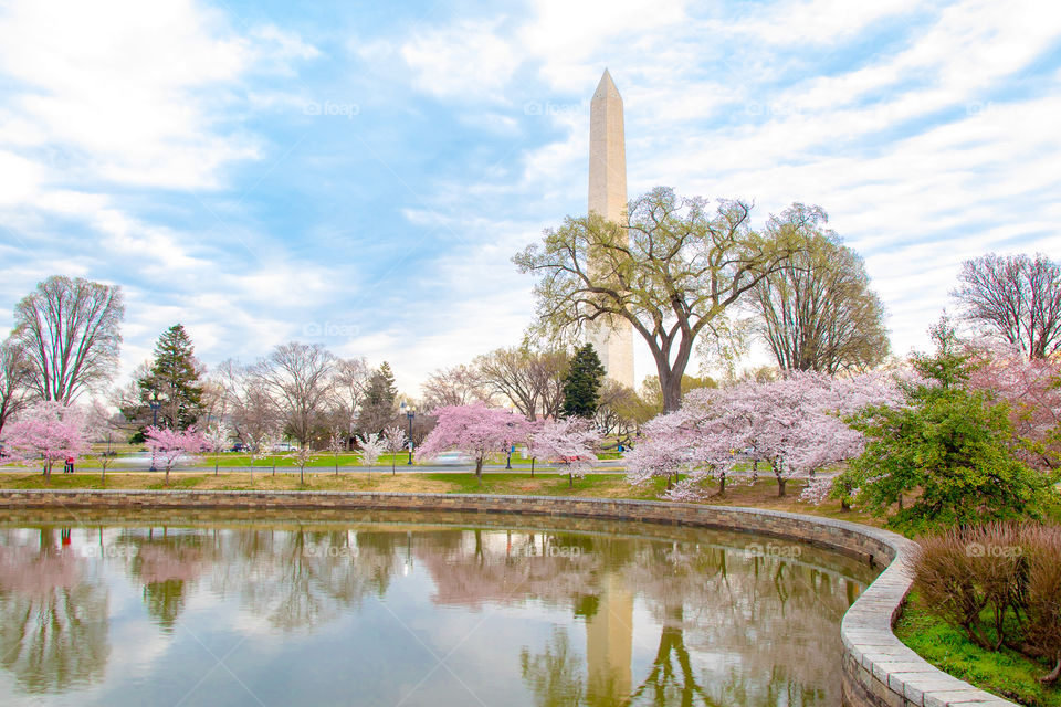 Cherry Blossoms at The Tidal Basin