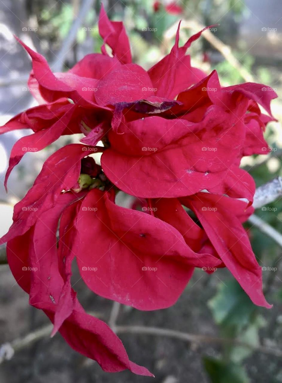 🌹 🇺🇸 Very beautiful flowers to brighten our day.  Live nature and its beauty. Did you like the delicate petals? / 🇧🇷 Flores muito bonitas para alegrar nosso dia. Viva a natureza e sua beleza. Gostaram das pétalas delicadas? 