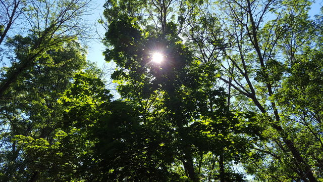 sun shines through the trees